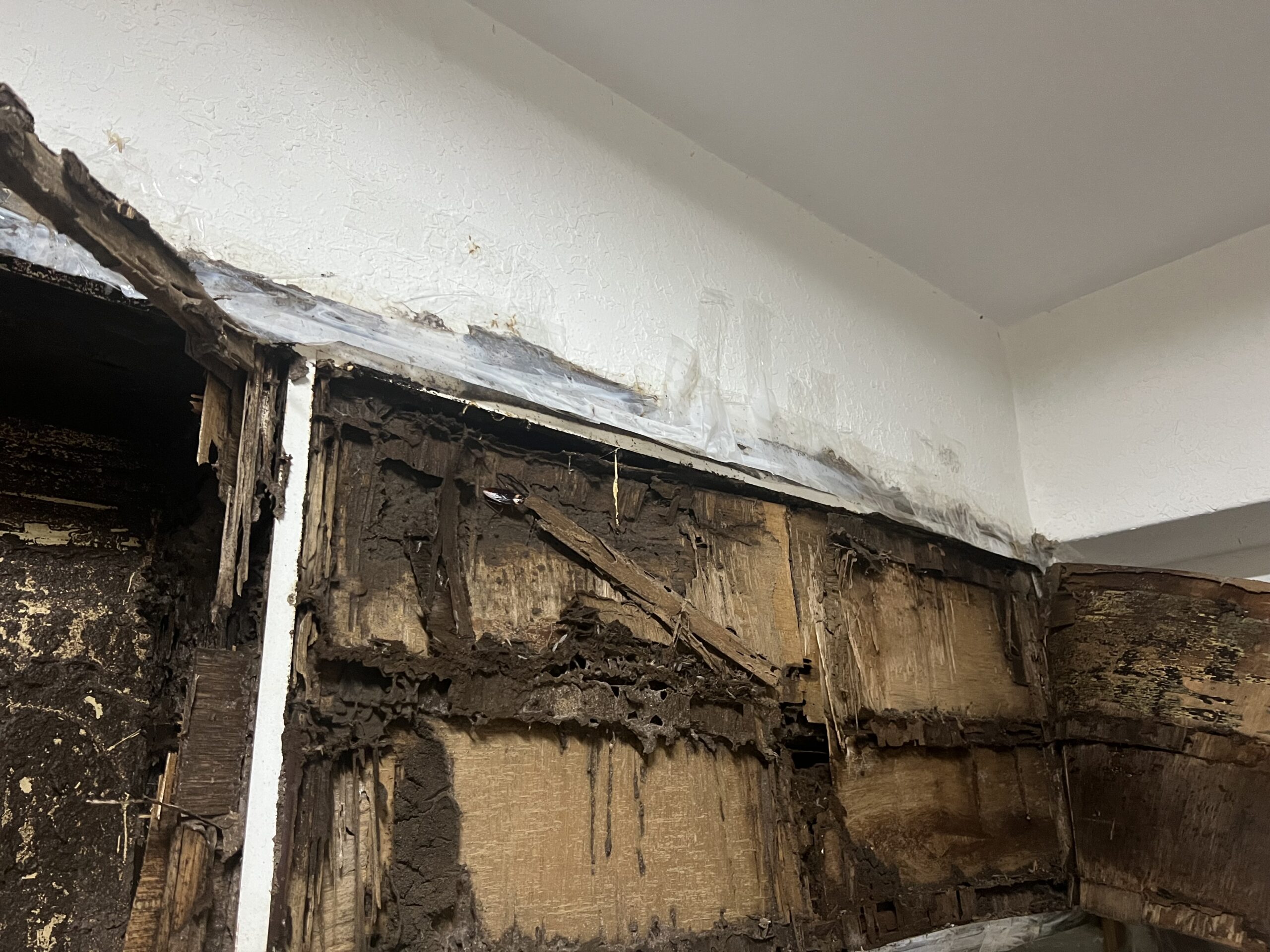 白蟻防治現場施工處理